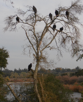 Turkey vultures along river